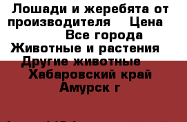 Лошади и жеребята от производителя. › Цена ­ 120 - Все города Животные и растения » Другие животные   . Хабаровский край,Амурск г.